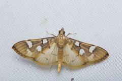Cotachena pubescens