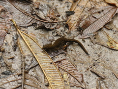 Lepidoblepharis buchwaldi