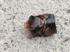 Cryptotympana atrata