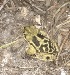 Rhinella atacamensis