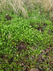 Claytonia perfoliata