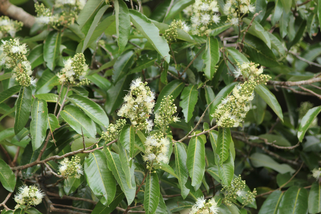Couepia paraensis