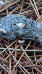 Sorex vagrans
