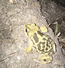 Rhinella atacamensis