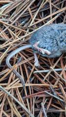 Sorex vagrans