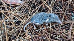 Sorex vagrans