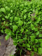 Claytonia perfoliata