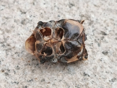 Cryptotympana atrata