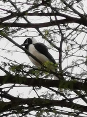 Cyanocorax mystacalis