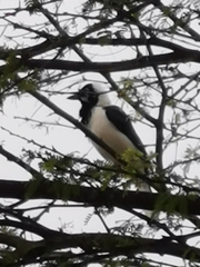 Cyanocorax mystacalis