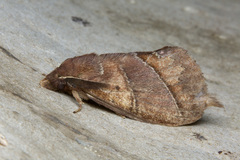 Lajonquierea mediofasciata