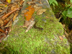 Desmognathus kanawha