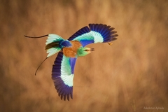 Abyssinian Roller photo 2