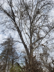 Populus fremontii