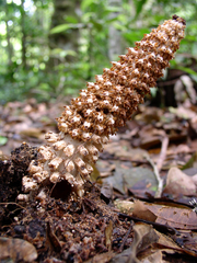 Ombrophytum peruvianum