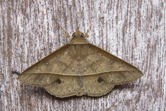 Tochara olivacea