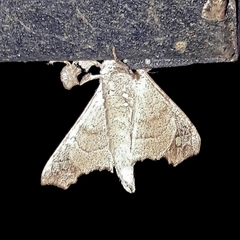 Olceclostera amoria