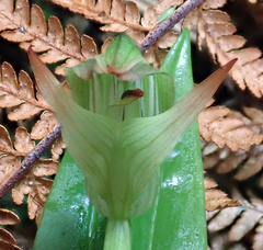 Pterostylis silvicultrix