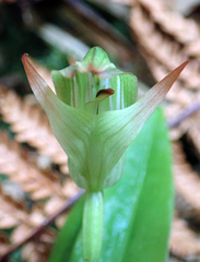 Pterostylis silvicultrix