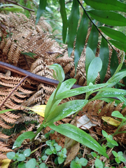 Pterostylis silvicultrix
