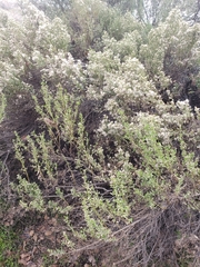 Baccharis pilularis