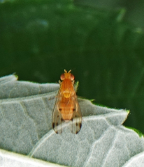 Homoneura occidentalis