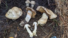 Cortinarius infractus