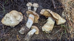 Cortinarius infractus
