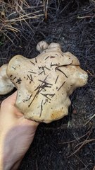 Cortinarius infractus