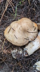 Cortinarius infractus
