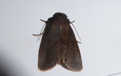 Bityla defigurata