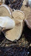 Cortinarius infractus