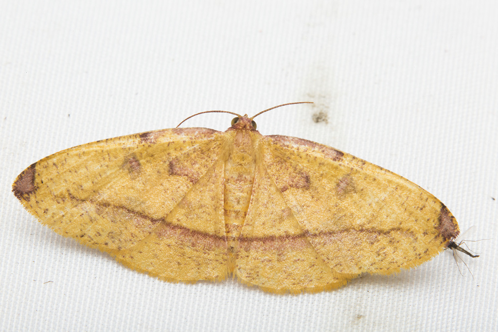 Heterolocha pyreniata