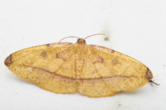 Heterolocha pyreniata