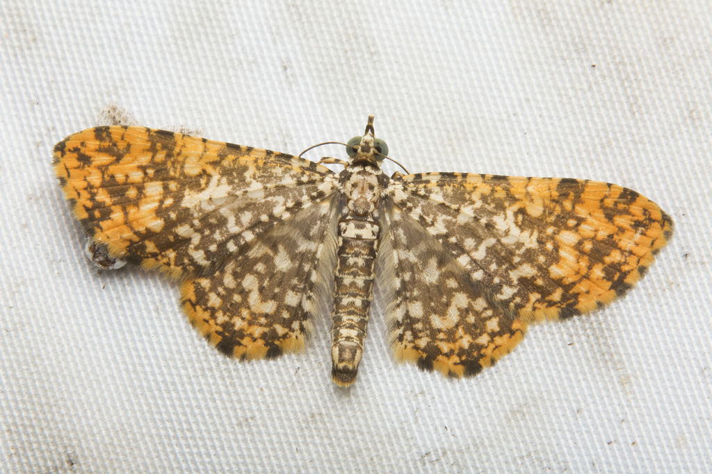 Pomasia luteata