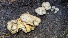 Cortinarius infractus