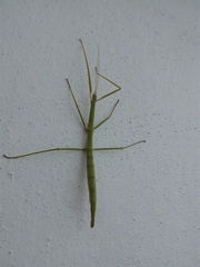 Pseudosermyle tridens