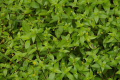 Jaegeria gracilis