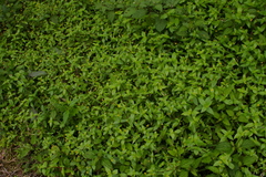 Jaegeria gracilis