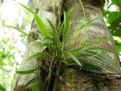 Stelis filiformis