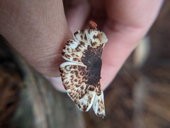 Lepiota flammeotincta