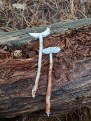 Lepiota flammeotincta