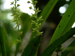 Stelis filiformis
