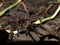 Ancylometes concolor