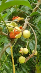 Aphanamixis polystachya