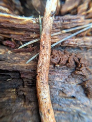 Lepiota flammeotincta