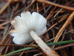 Lepiota flammeotincta