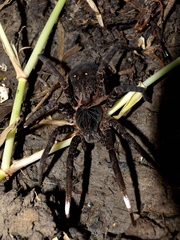 Ancylometes concolor