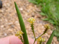 Trizeuxis falcata
