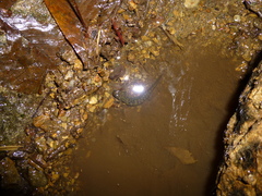 Desmognathus kanawha